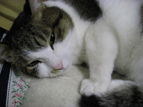 本日の一枚　～のら～
