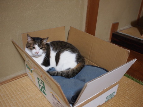 　本日の一枚　～のら～
