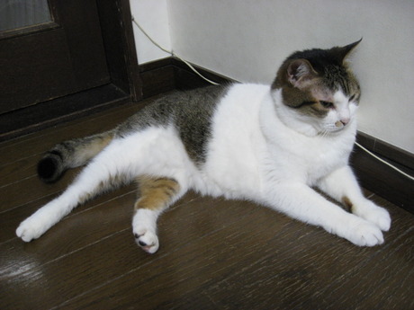 　本日の一枚　～のら～