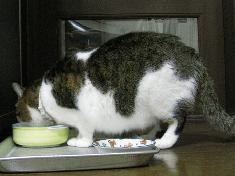 本日の一枚　～のら～