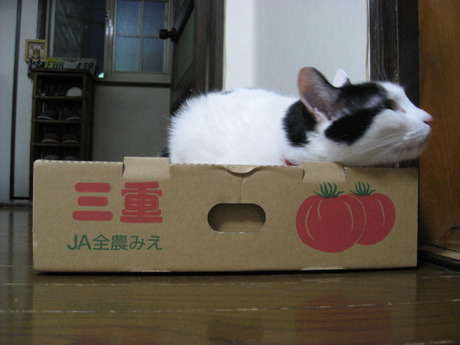 　本日の一枚　～ホルス～