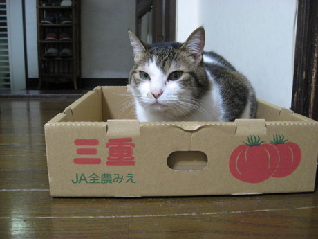 　本日の一枚　～のら～