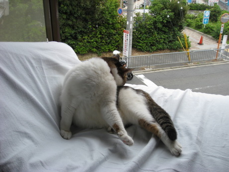 　本日の一枚　～のら～