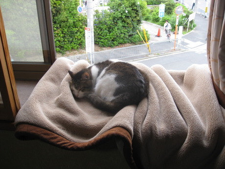 　本日の一枚　～のら～