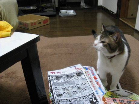 　本日の一枚　～のら～