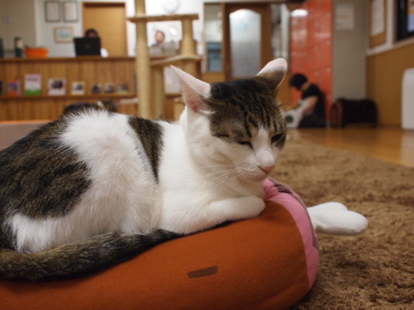 本日の一枚