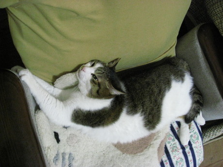 本日の一枚　～のら～