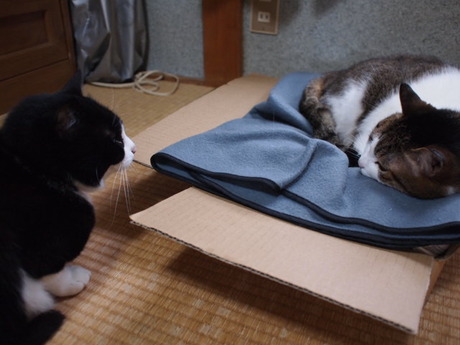 本日の一枚　～のら～