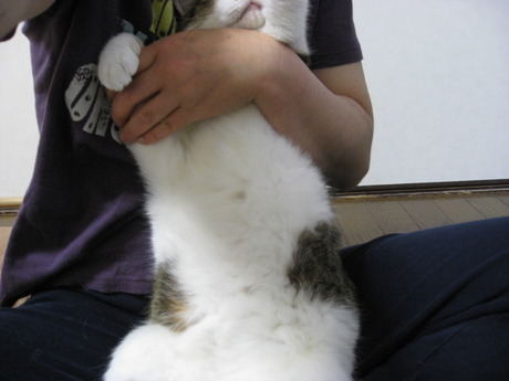 　本日の一枚　～のら～