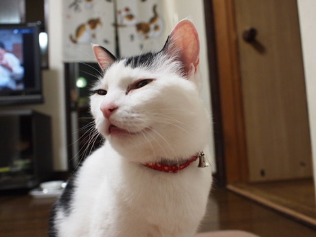 　本日の一枚　～ホルス～