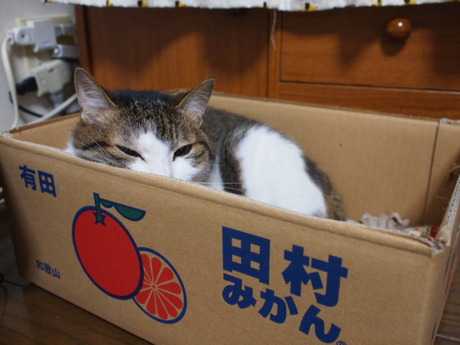 　本日の一枚　～のら～