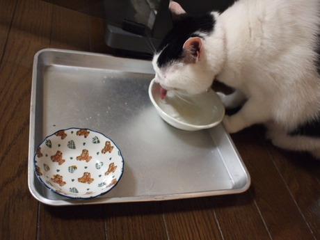 　本日の一枚　～ホルス～