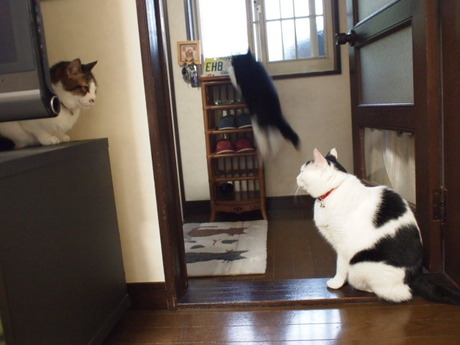 　本日の一枚　～のらとホルスと田中さん～