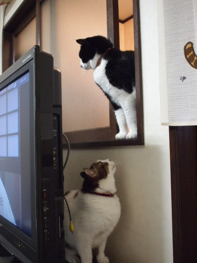 　本日の二枚　～のらと田中さん～