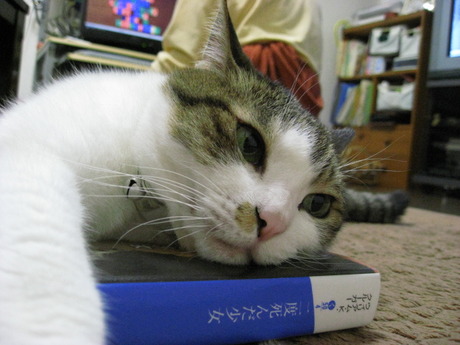 本日の一枚　～のら～