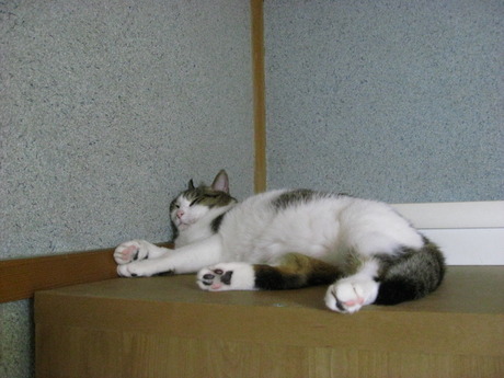 本日の一枚　～のら～