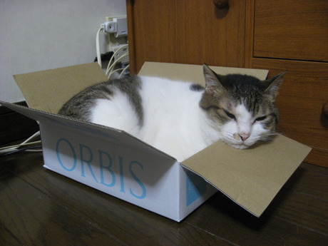 　本日の一枚　～のら～