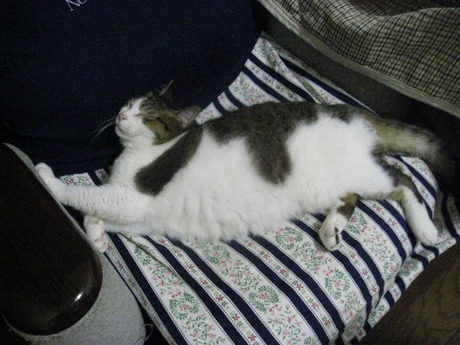 　本日の一枚　～のら～