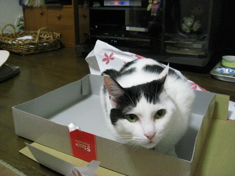 本日の一枚　～ホルス～