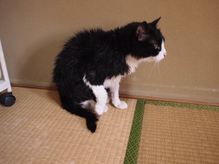 本日の一枚　～ホルス～