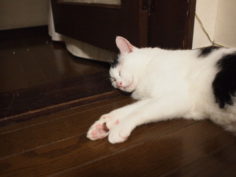　本日の一枚　～ホルス～