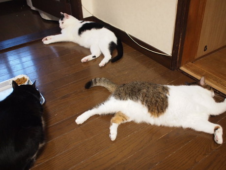 　本日の一枚　～のらとホルスと田中さん～