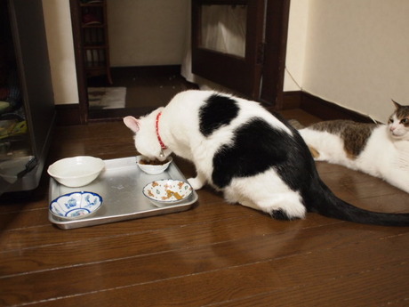 　本日の一枚　～のらとホルス～