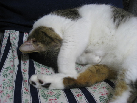 　本日の一枚　～のら～