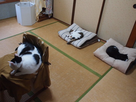 　本日の一枚　～のらとホルスと田中さん～