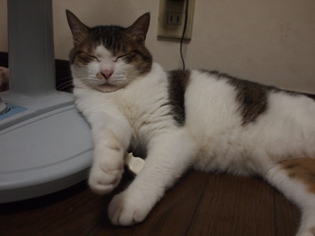 　本日の一枚　～のら～
