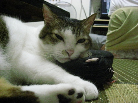 　本日の一枚　～のら～