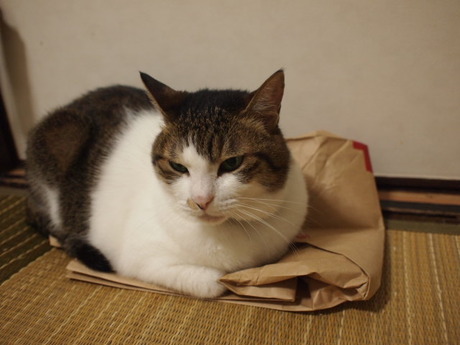 　本日の一枚　～のら～