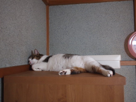 　本日の一枚　～のらとホルスと田中さん～