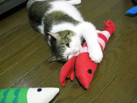 本日の一枚　～のら～
