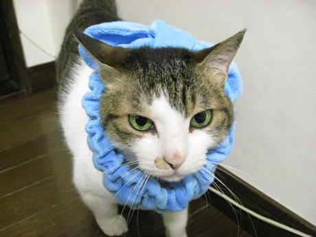 本日の一枚　～のら～