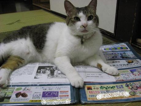 本日の一枚　～のら～