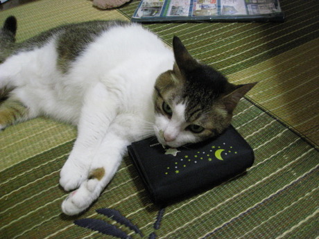本日の一枚　～のら～