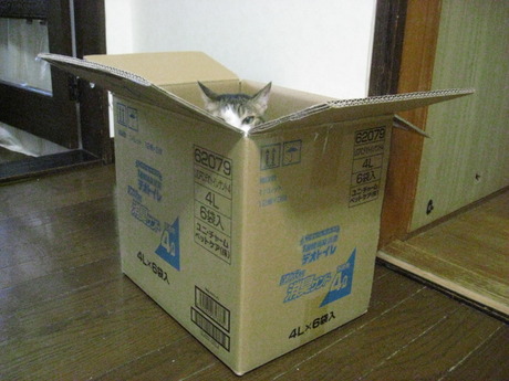 　本日の一枚　～のら～