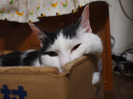 　本日の一枚　～のら～