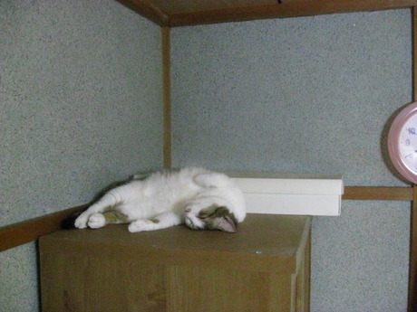 　本日の一枚　～のら～