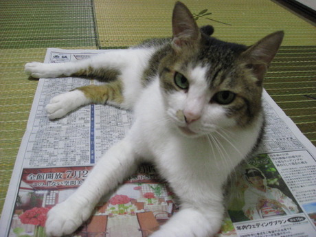 本日の一枚　～のら～