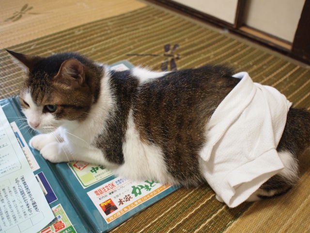 　本日の一枚　～のら～