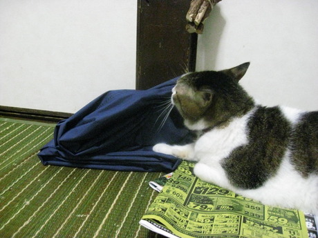 　本日の一枚　～のら～