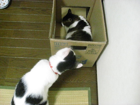 　本日の一枚　～のらとホルス～