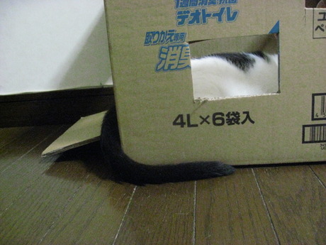 　本日の一枚　～ホルス～
