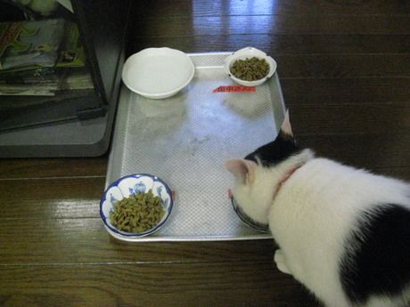 　本日の一枚　～ホルス～
