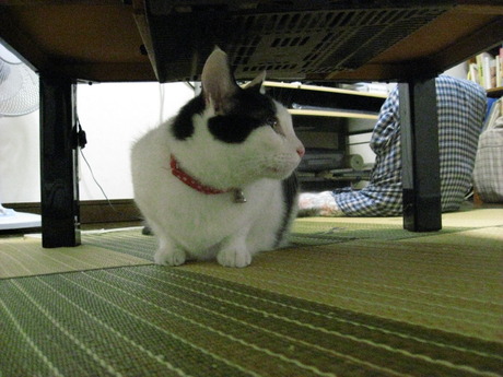 　本日の一枚　～ホルス～