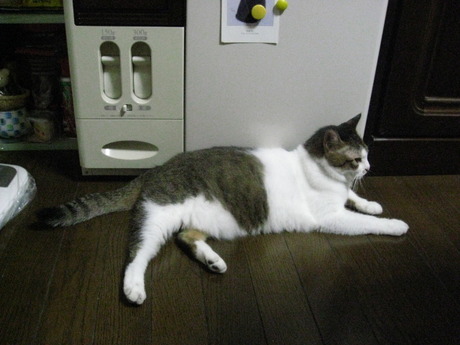 　本日の一枚　～のら～