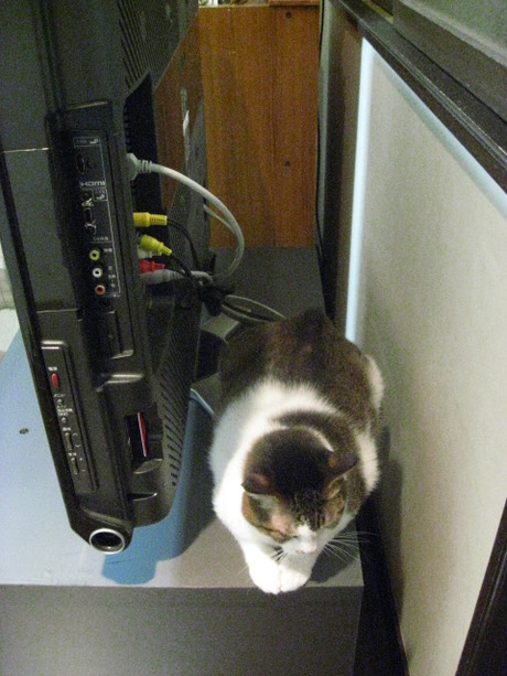　本日の一枚　～のら～
