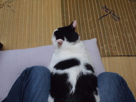 　本日の一枚　～のら～